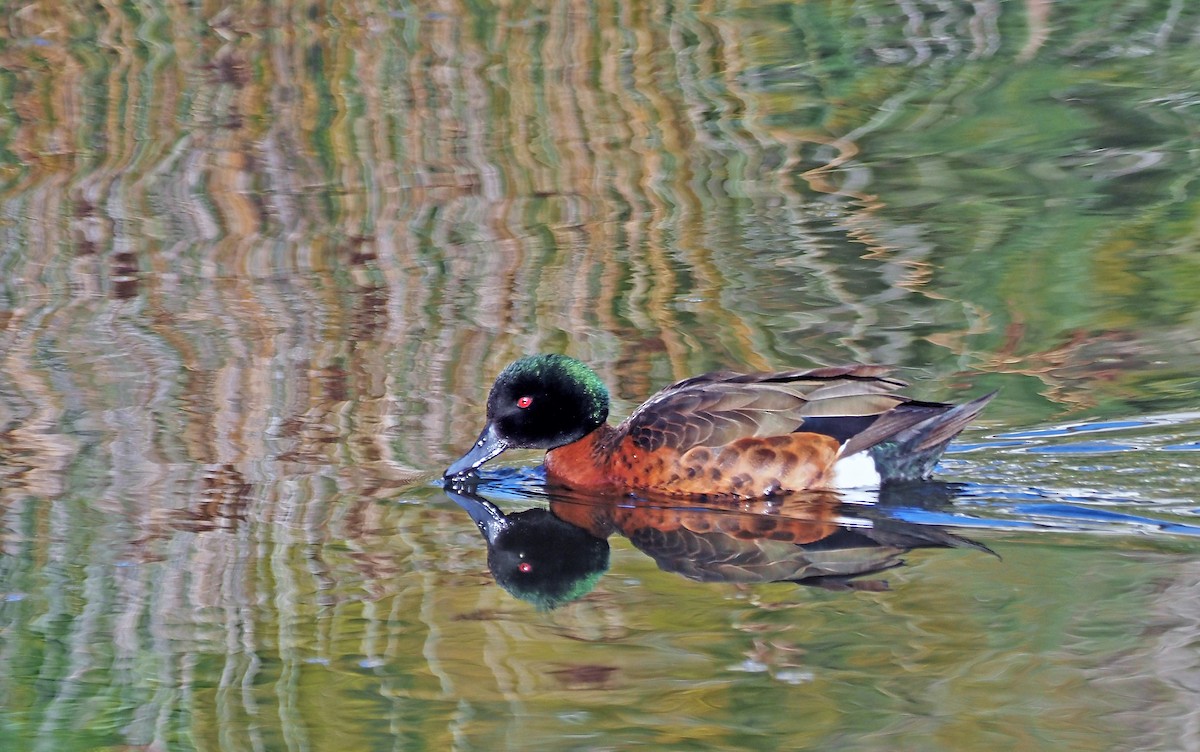 Chestnut Teal - ML620564778