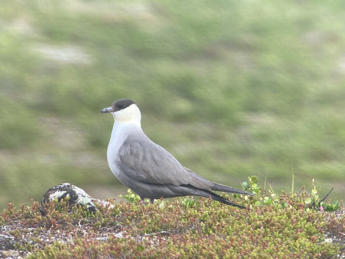 Long-tailed Jaeger - ML620564780