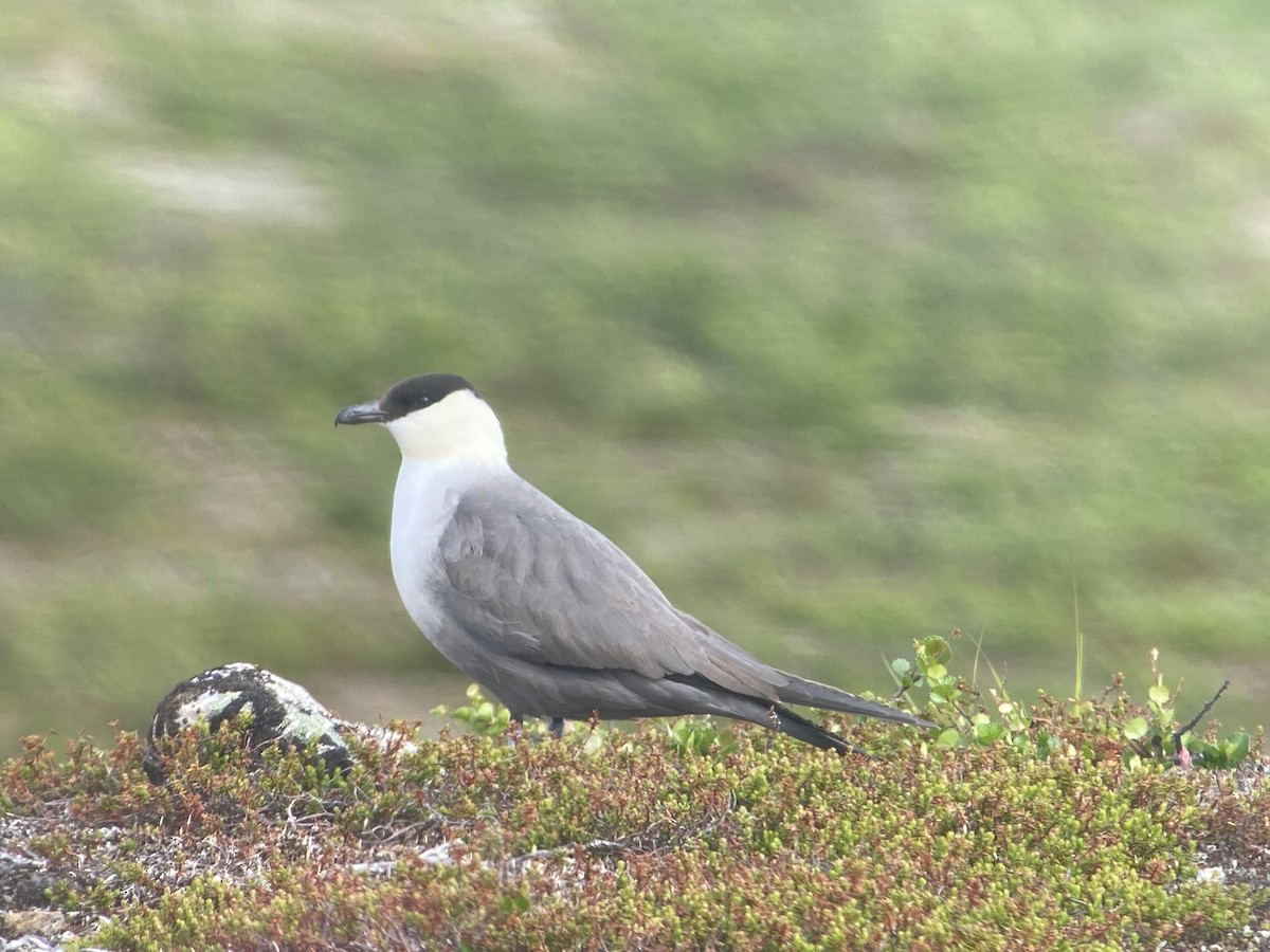 Long-tailed Jaeger - ML620564782