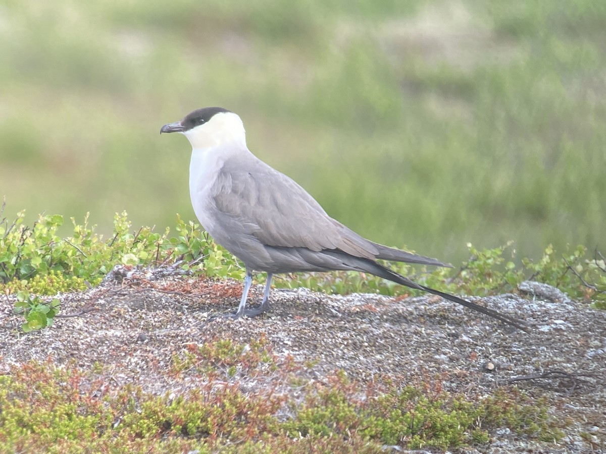 Long-tailed Jaeger - ML620564783