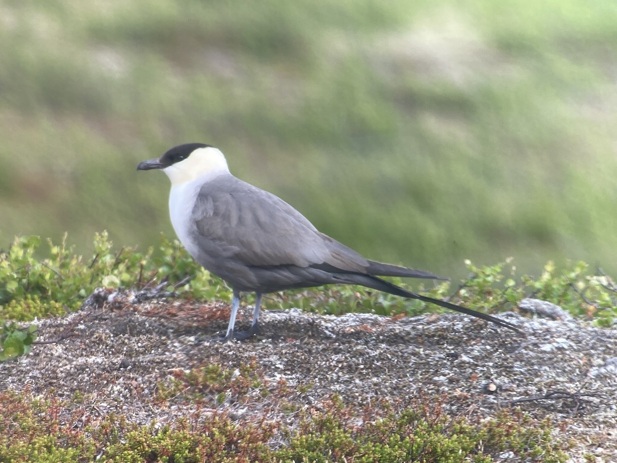 Long-tailed Jaeger - ML620564784