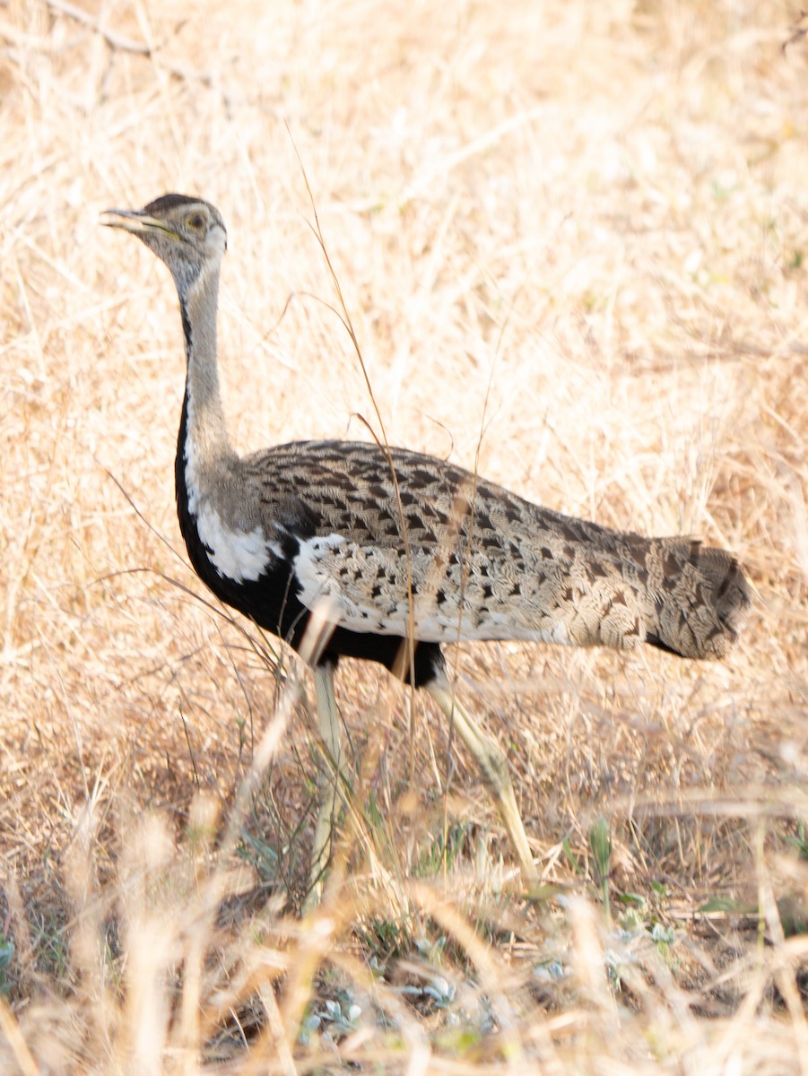 Black-bellied Bustard - ML620564787