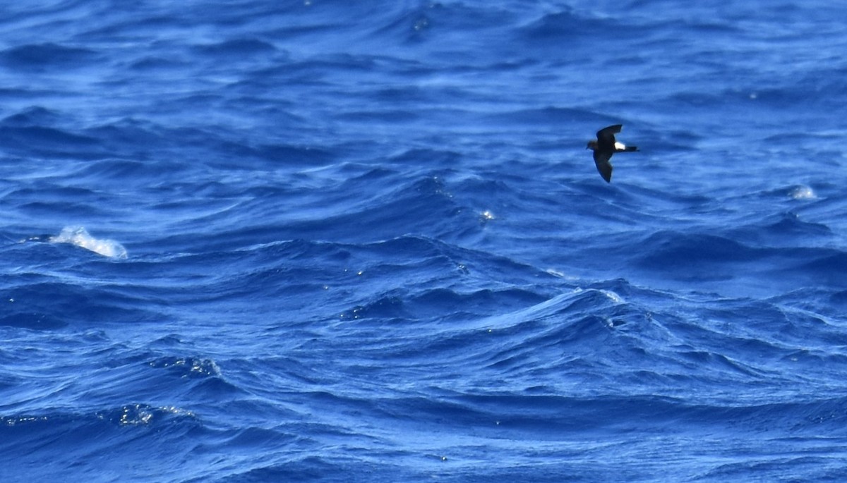 Wilson's Storm-Petrel - ML620564789