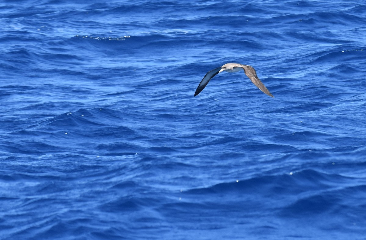 Cory's Shearwater (borealis) - ML620564803