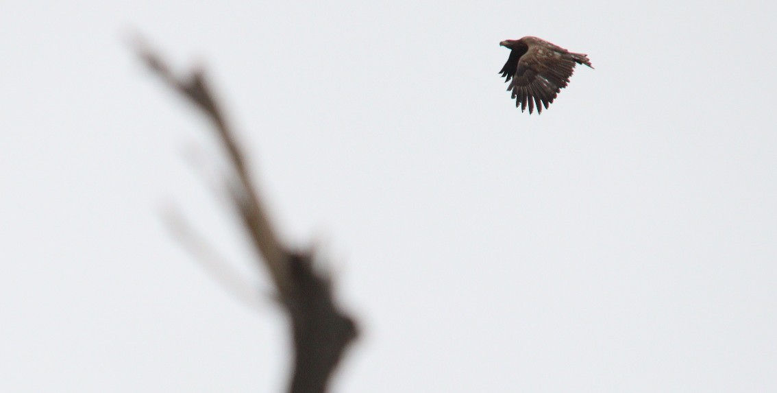 White-tailed Eagle - ML620564807