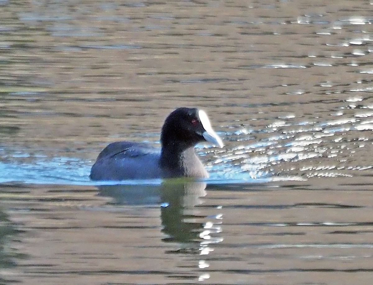 Eurasian Coot - ML620564808