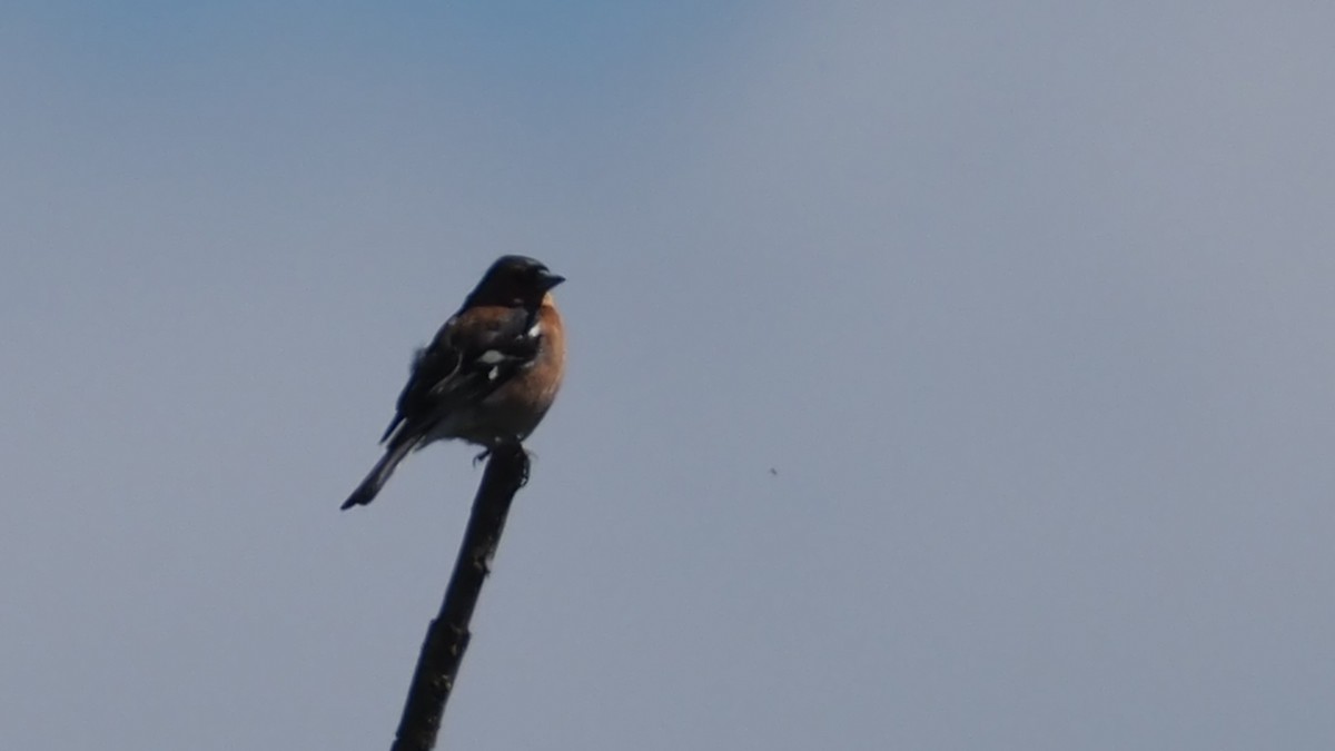 Common Chaffinch - ML620564825