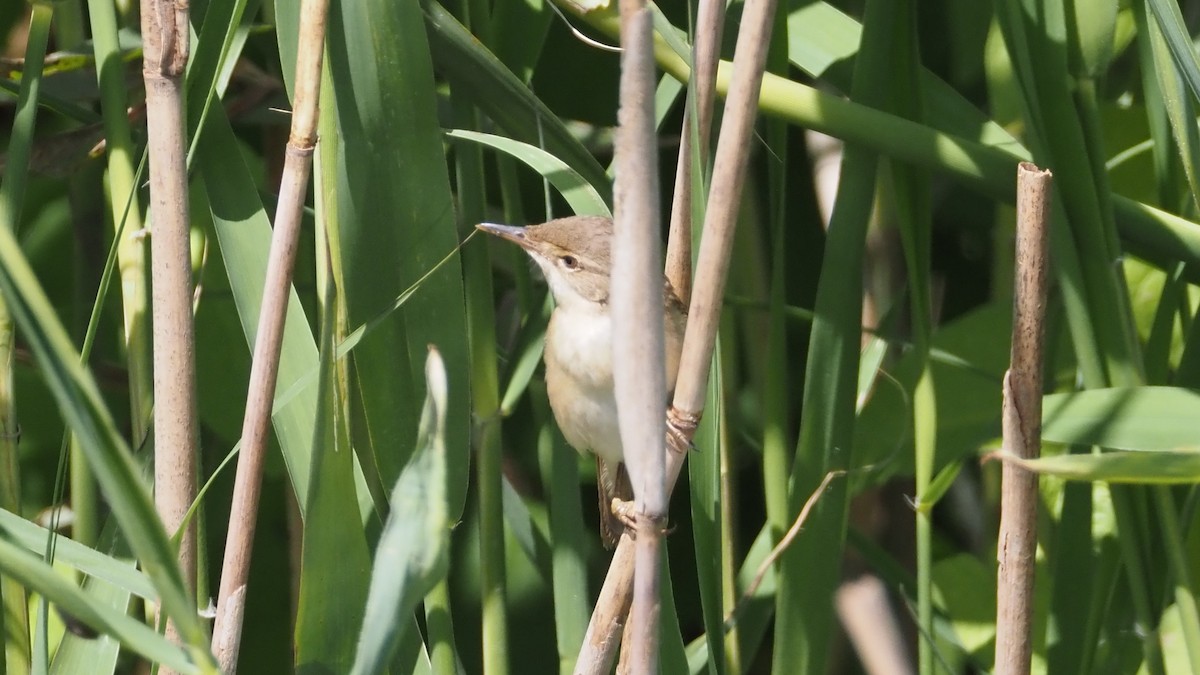 Common Reed Warbler - ML620564830