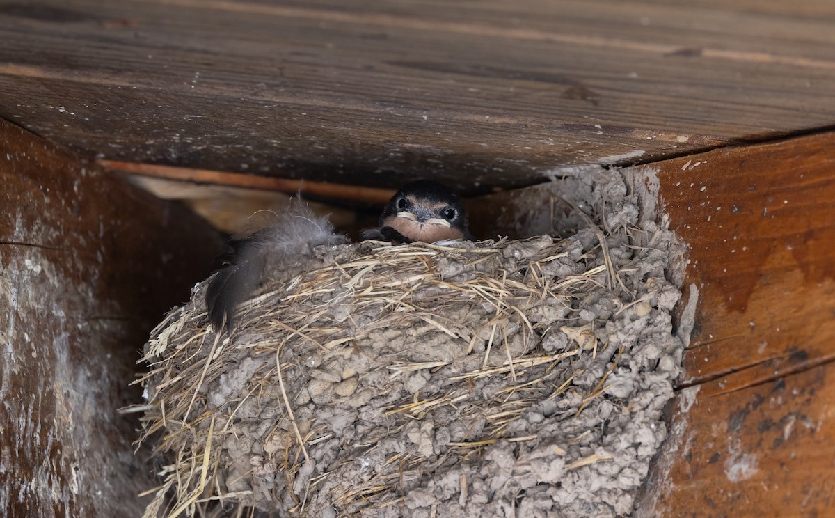 Barn Swallow (American) - ML620564835