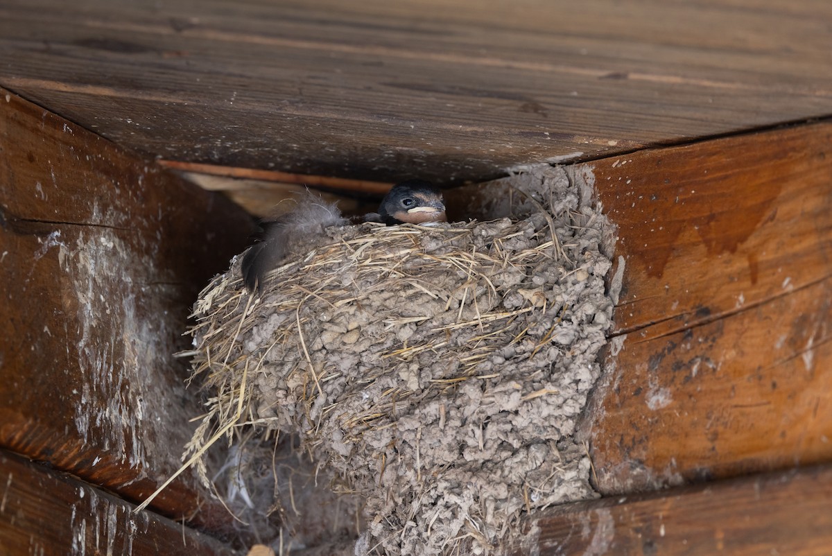 Barn Swallow (American) - ML620564838