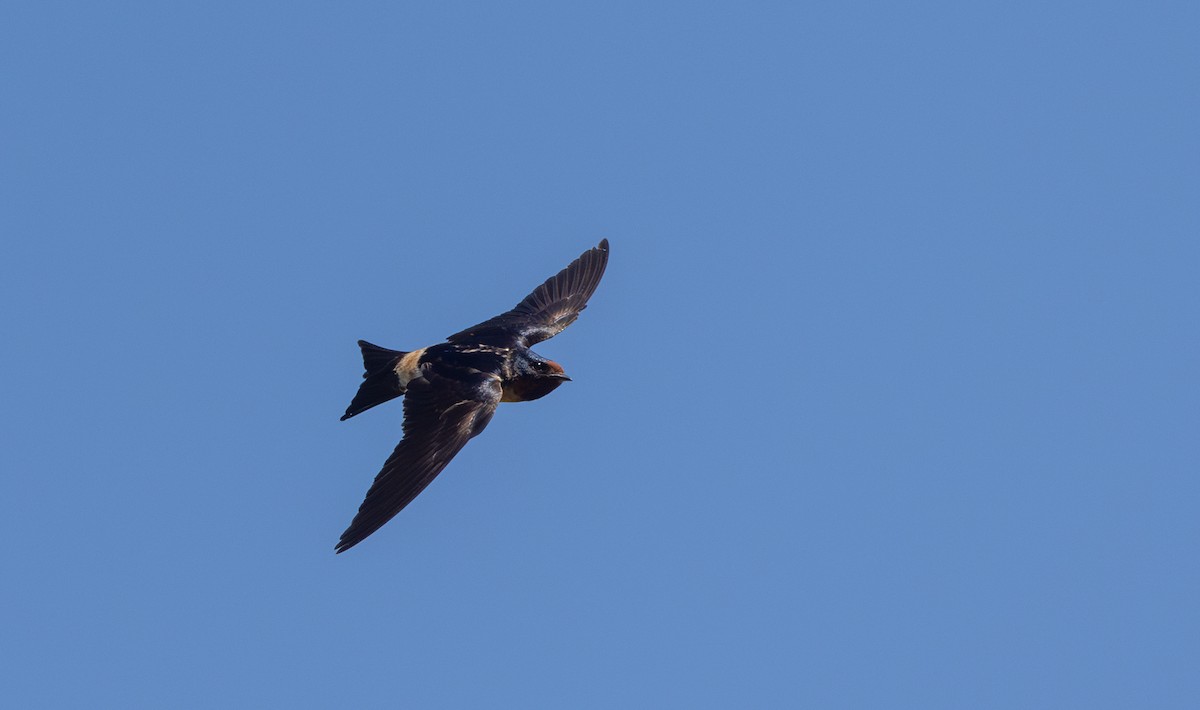 Barn x Cliff Swallow (hybrid) - ML620564841