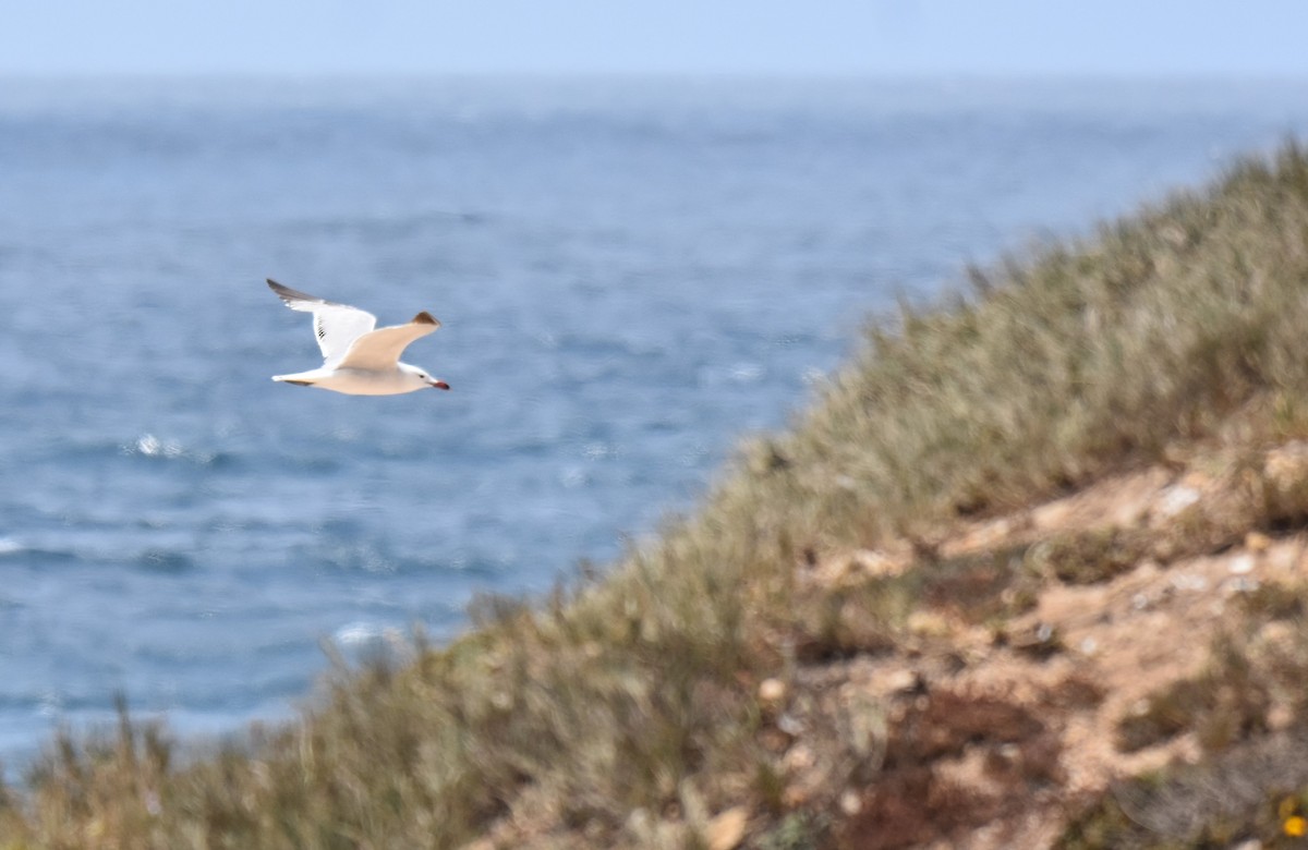 Audouin's Gull - ML620564845