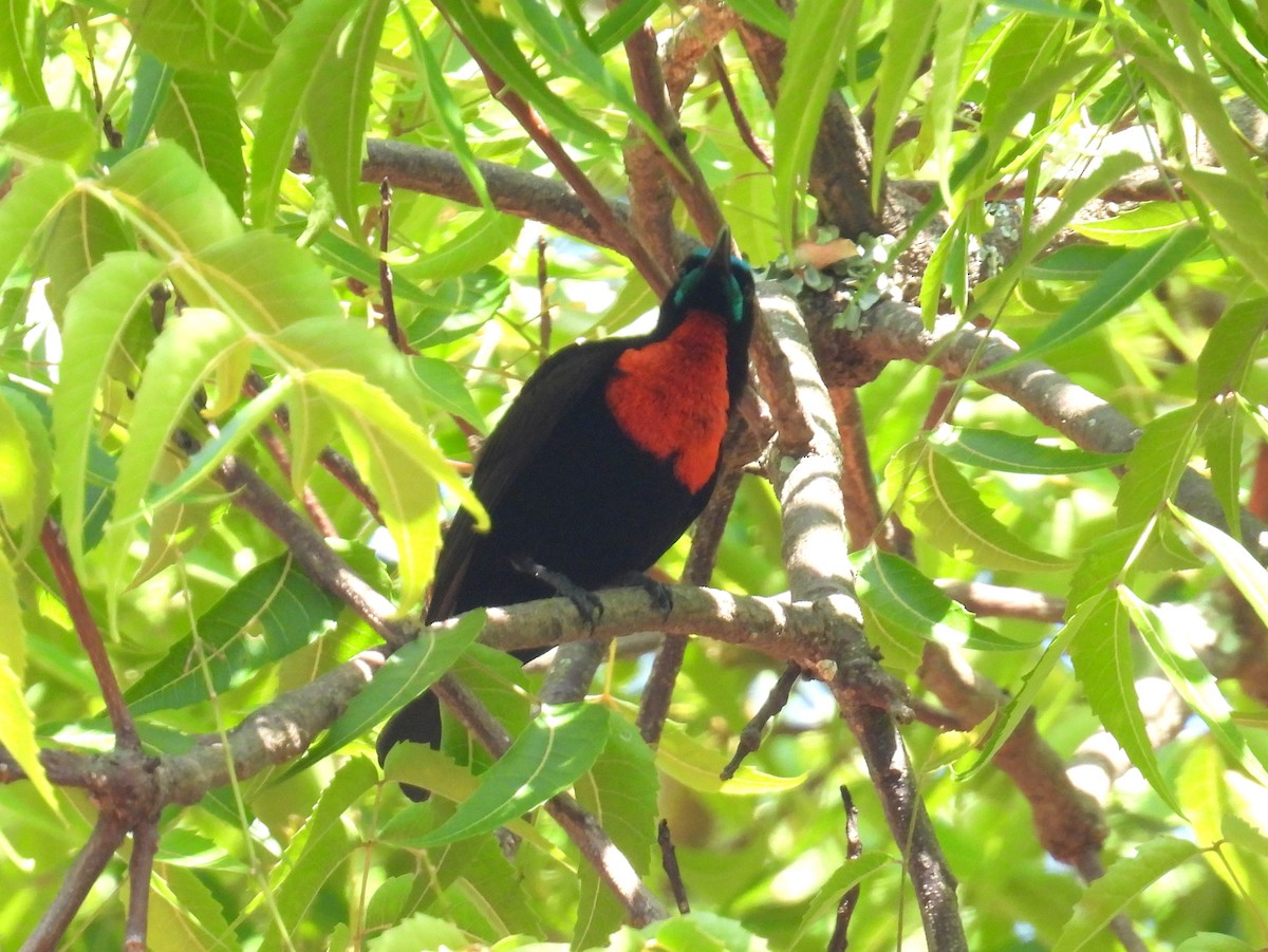 Suimanga Pechiescarlata - ML620564851