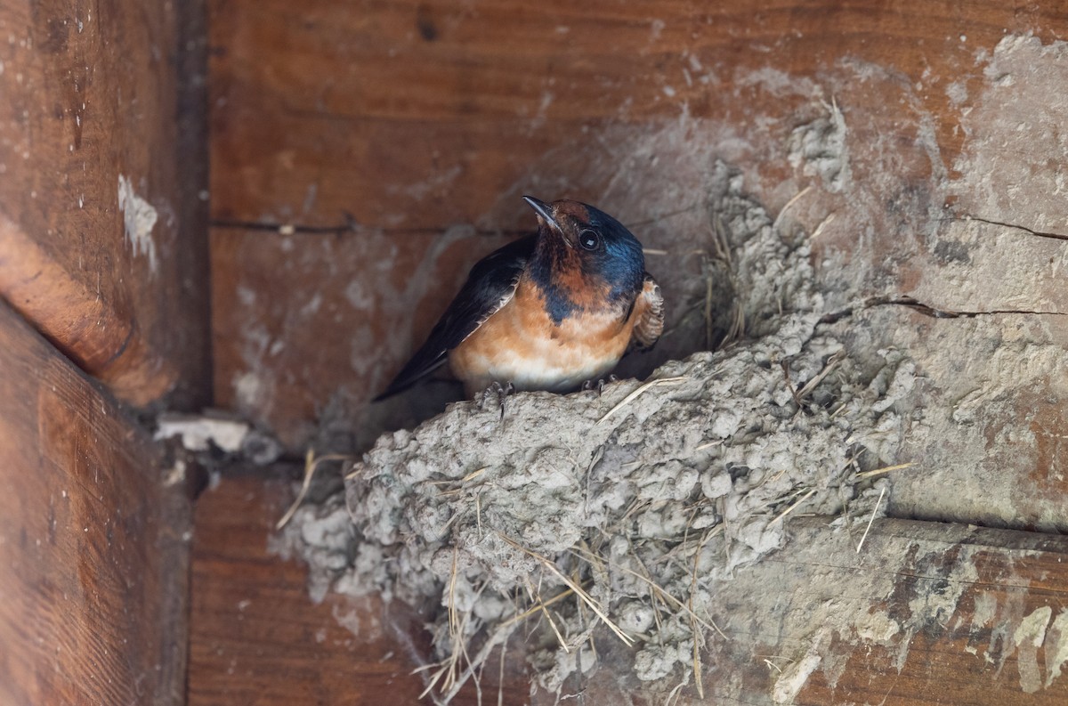 Golondrina Común x Risquera (híbrido) - ML620564857