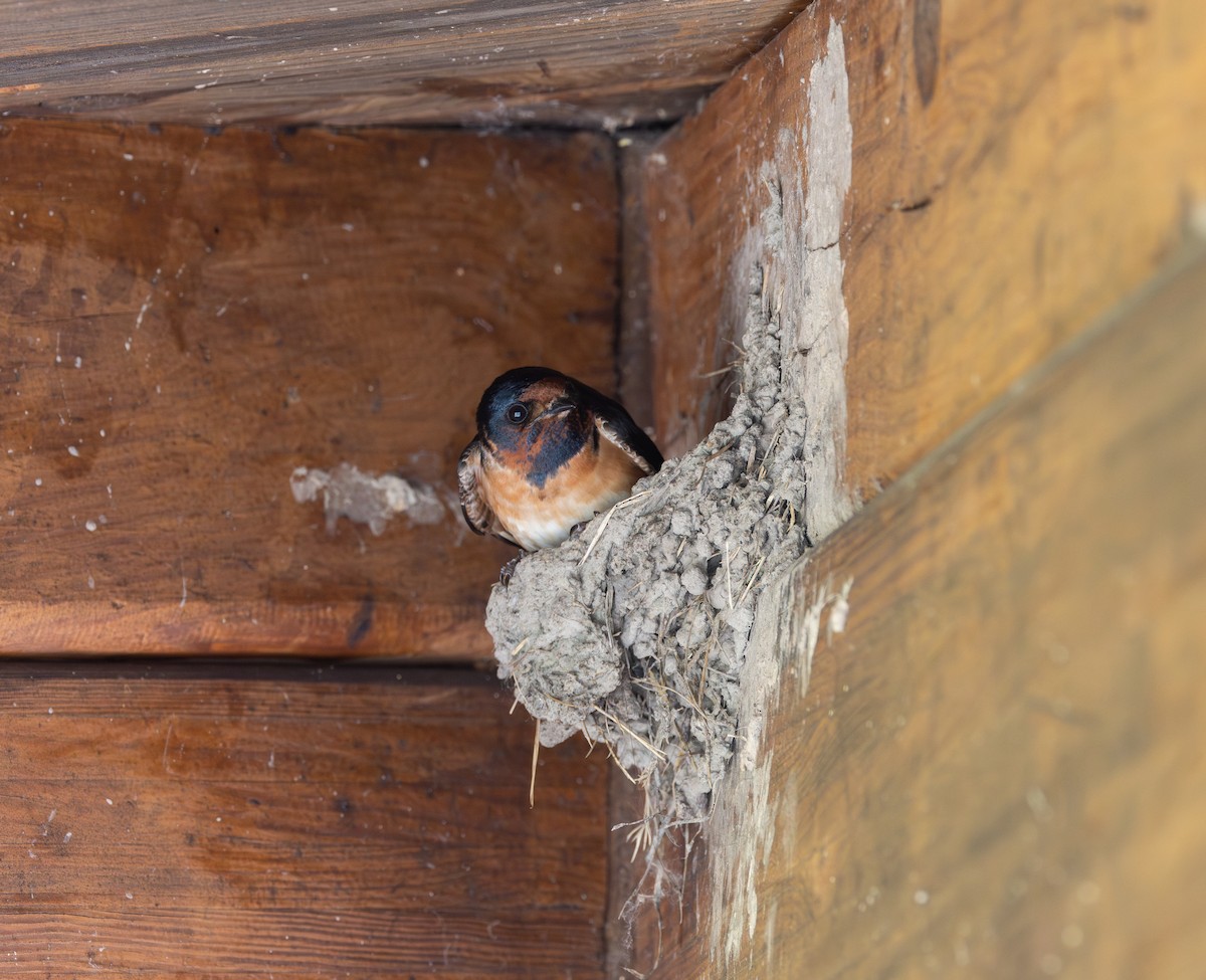 Barn x Cliff Swallow (hybrid) - ML620564860