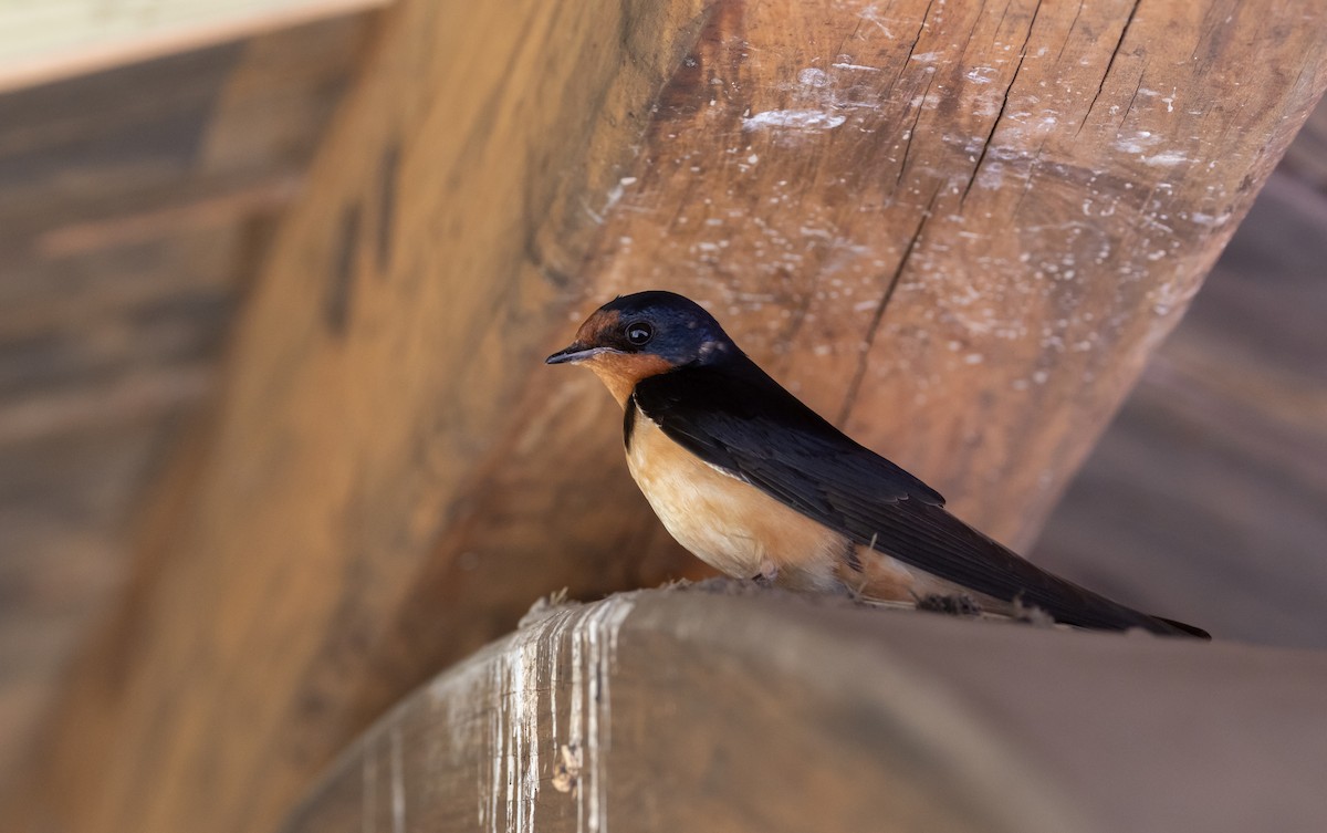 Barn Swallow (American) - ML620564867