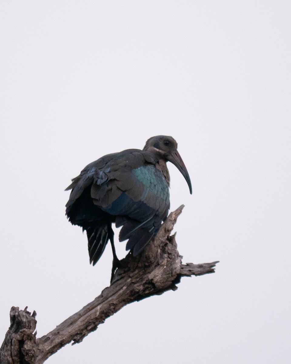 Hadada Ibis - ML620564871