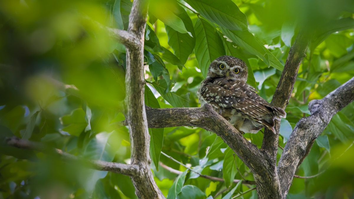 Spotted Owlet - ML620564872