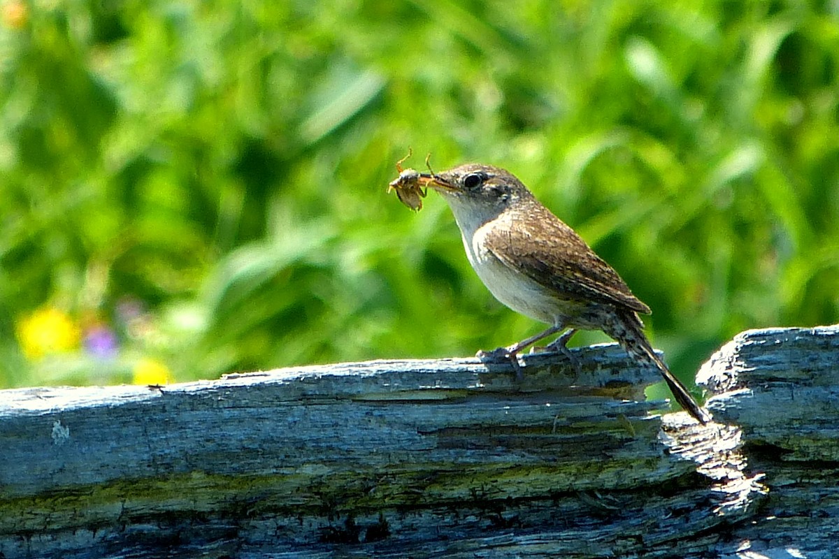 House Wren - ML620564886