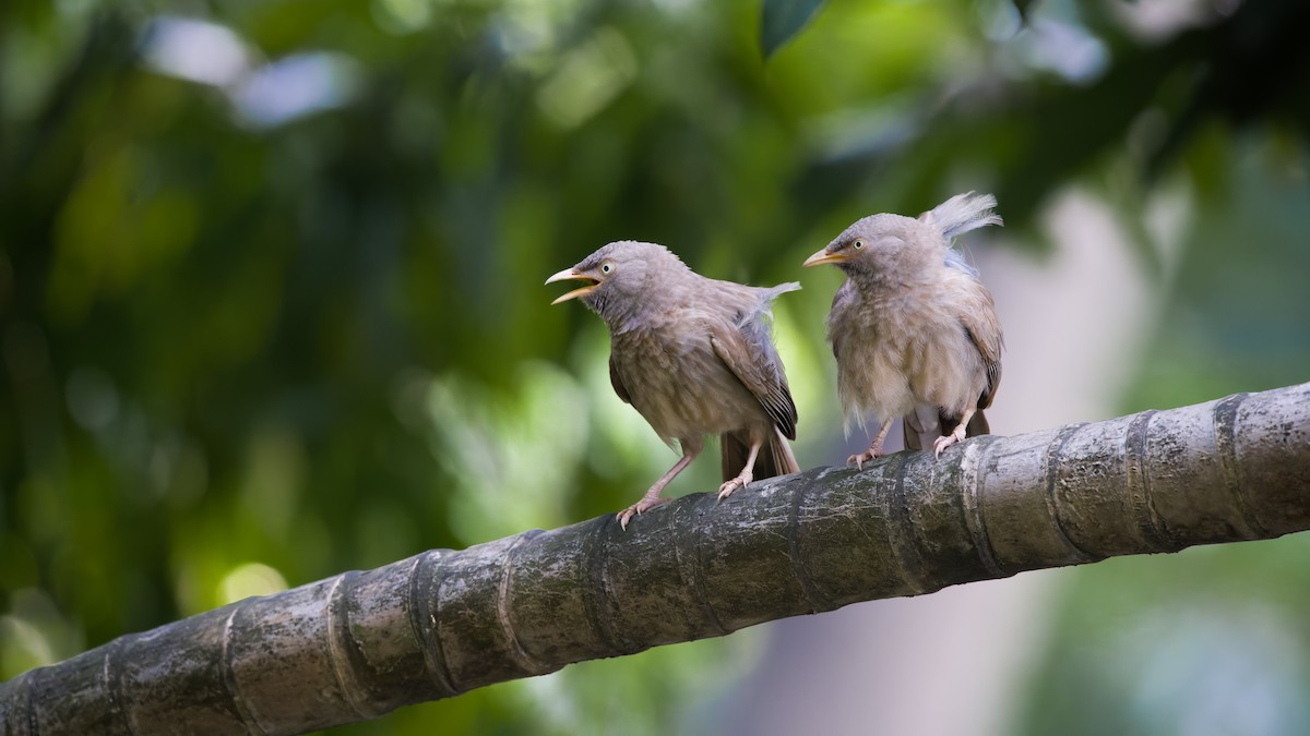 Jungle Babbler - ML620564889