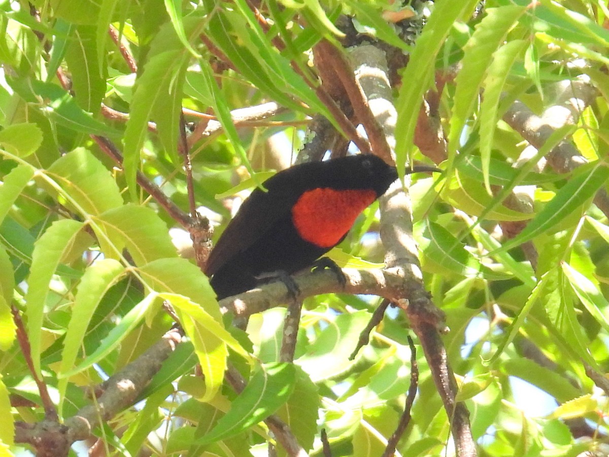 Scarlet-chested Sunbird - ML620564898