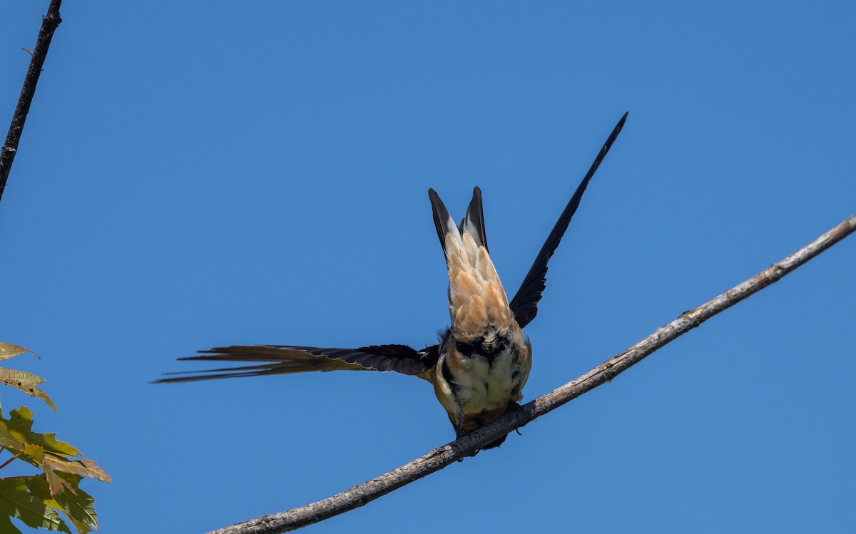 Golondrina Común x Risquera (híbrido) - ML620564899