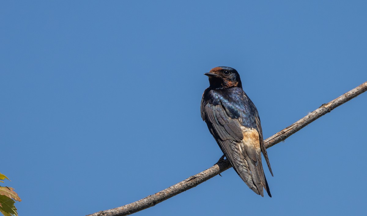 Barn x Cliff Swallow (hybrid) - Jay McGowan