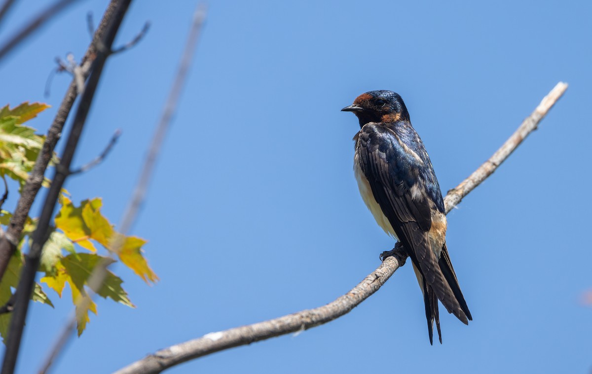 Golondrina Común x Risquera (híbrido) - ML620564904