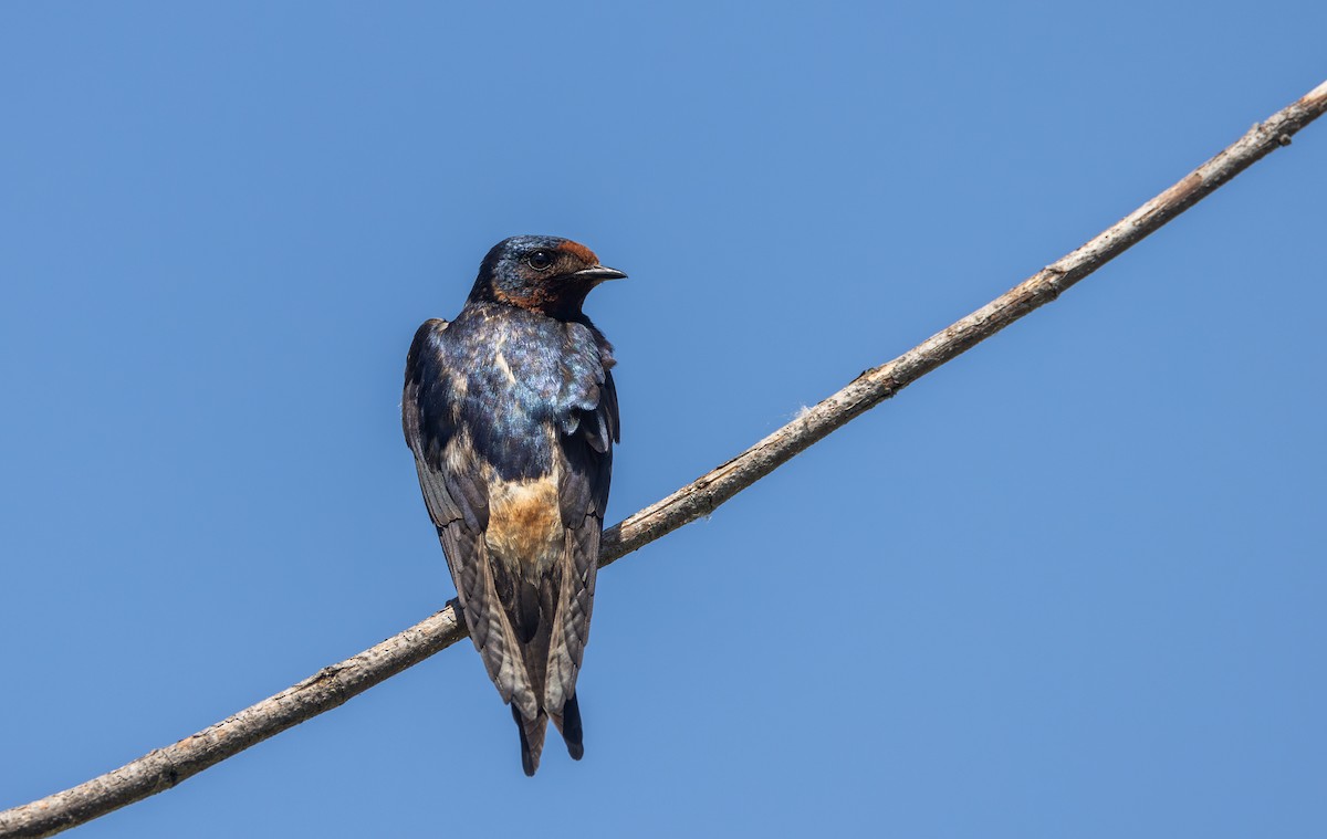 Golondrina Común x Risquera (híbrido) - ML620564907