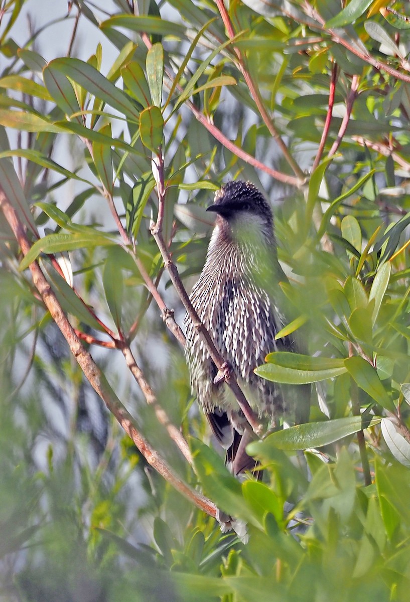 Little Wattlebird - ML620564911