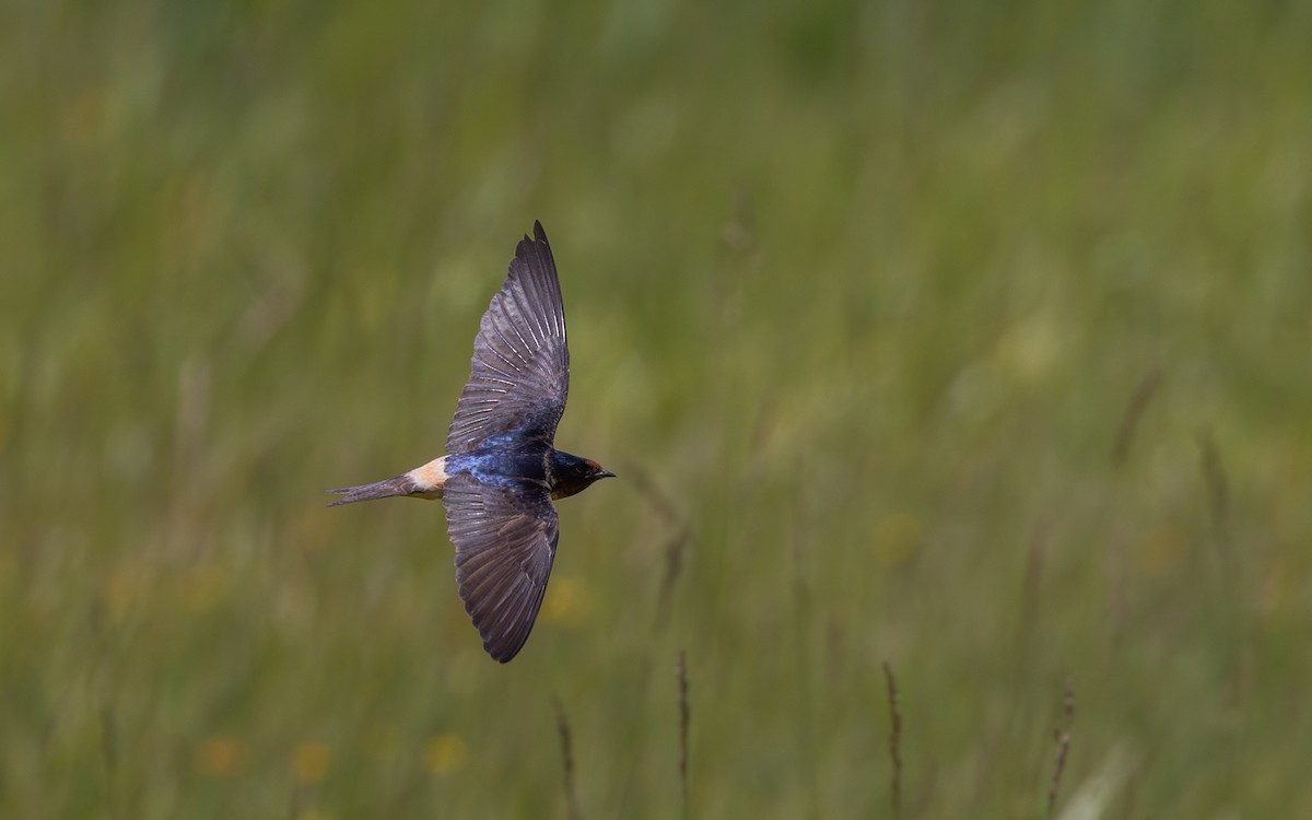 Barn x Cliff Swallow (hybrid) - Jay McGowan