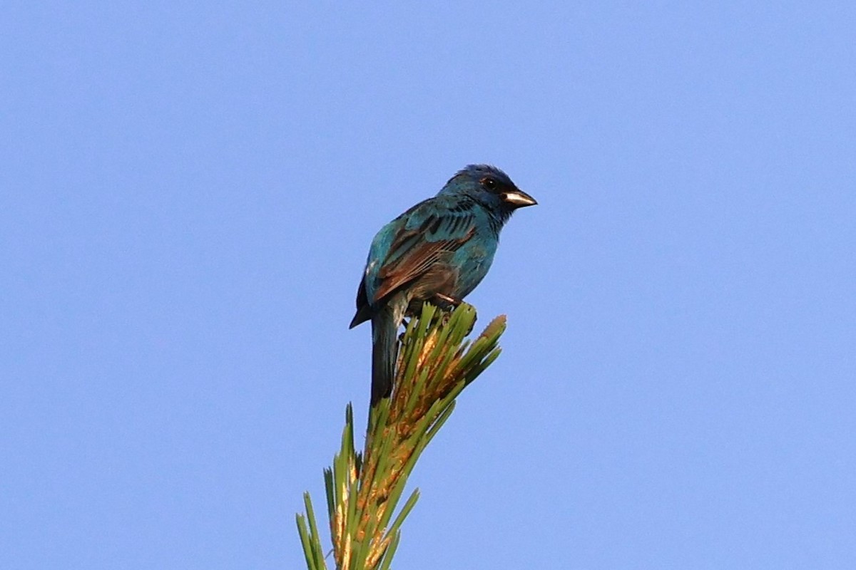 Indigo Bunting - ML620564914