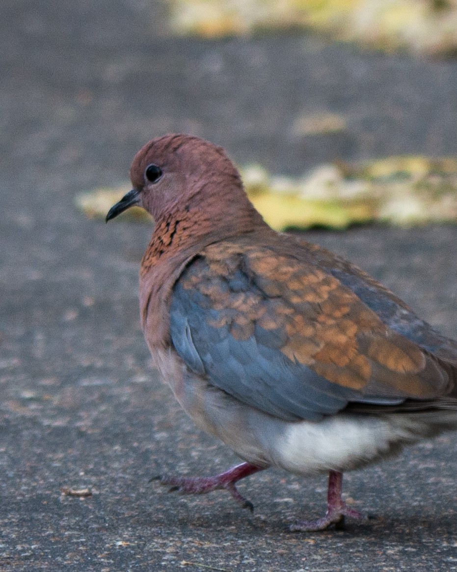 Laughing Dove - ML620564922