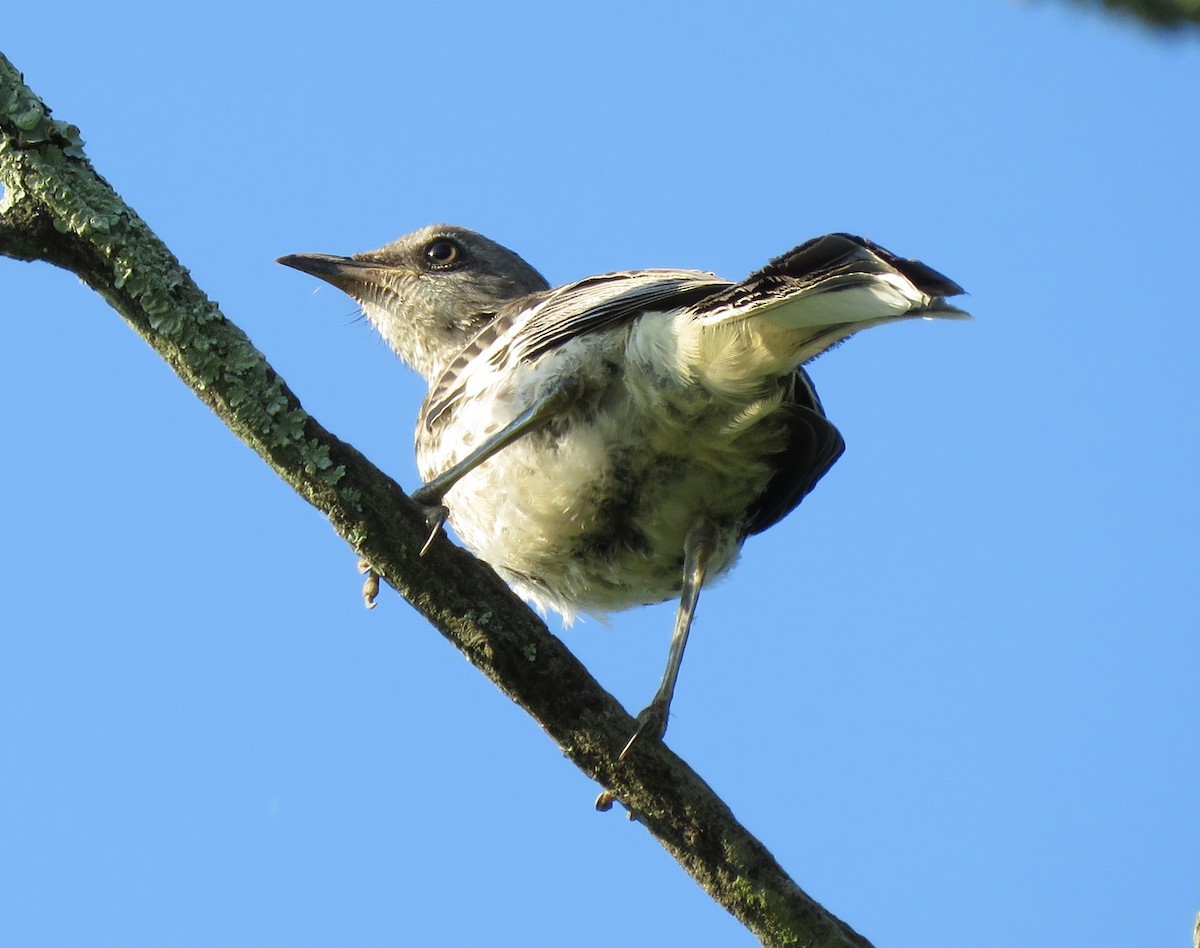 Northern Mockingbird - ML620564925