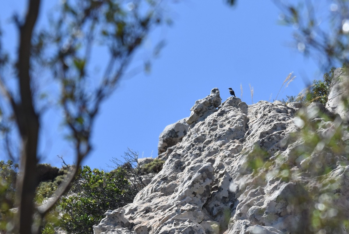 Blue Rock-Thrush - ML620564926