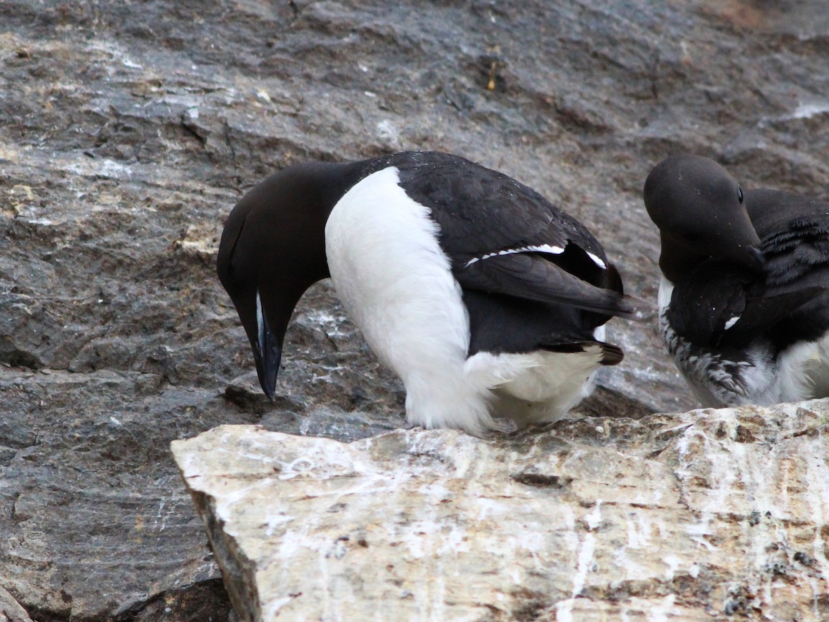 Thick-billed Murre - ML620564928