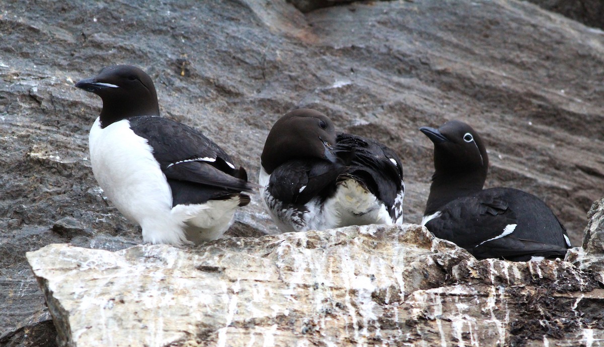 Guillemot de Brünnich - ML620564929