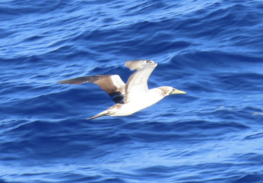 Masked Booby - ML620564930
