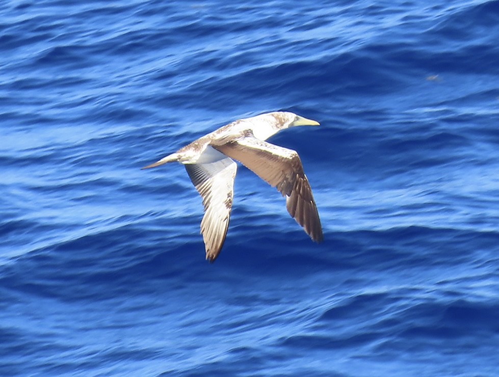 Masked Booby - ML620564931