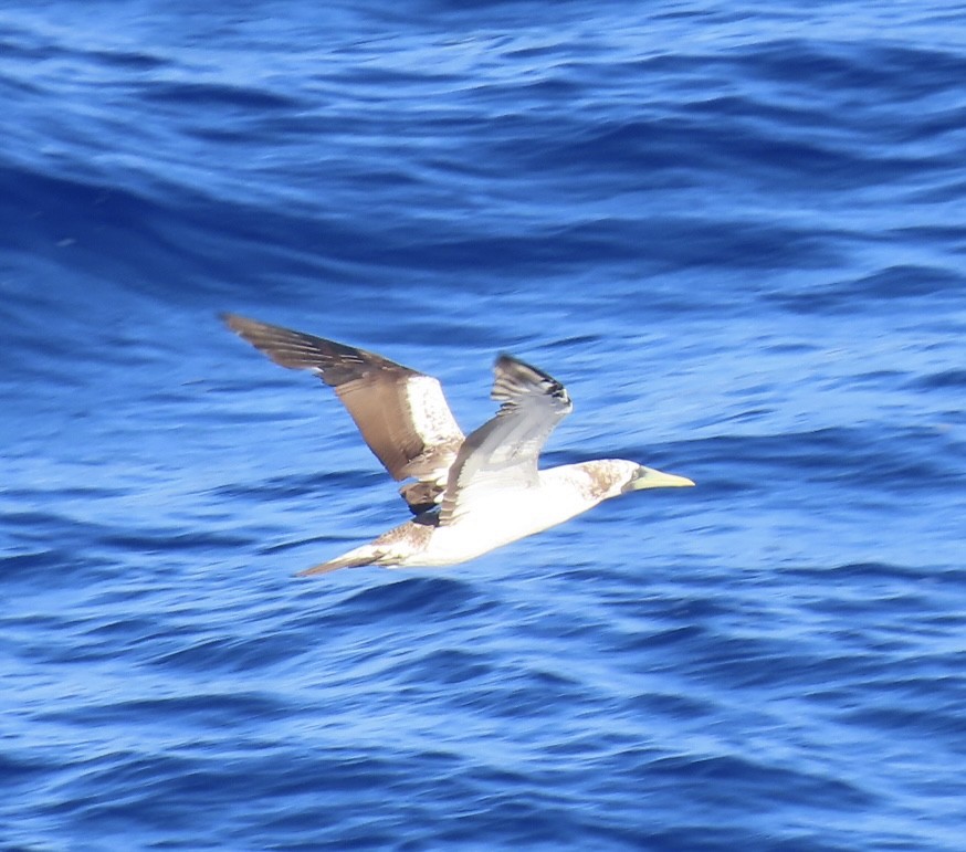 Masked Booby - ML620564932
