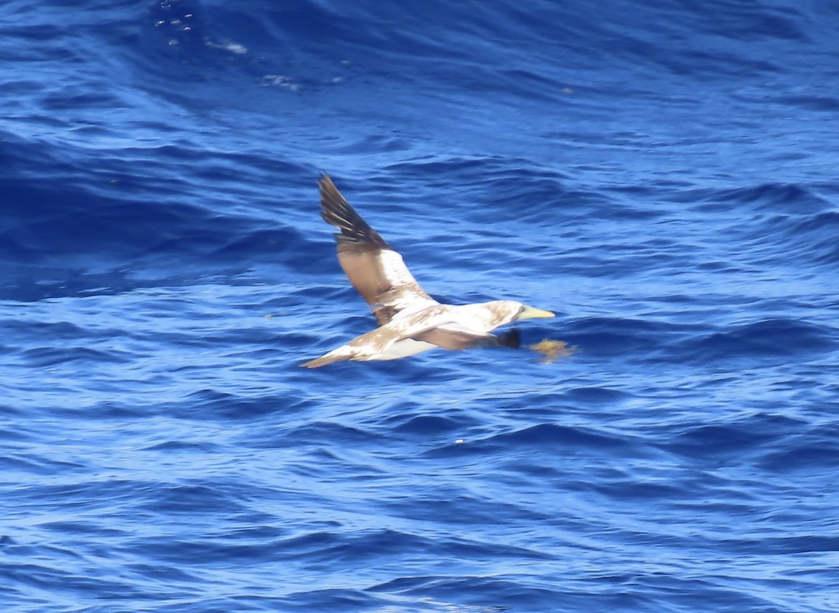 Masked Booby - ML620564933