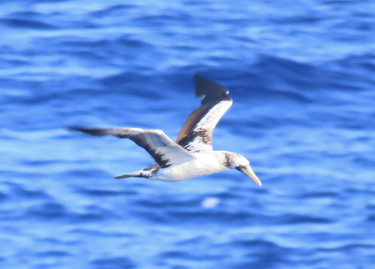 Masked Booby - ML620564934