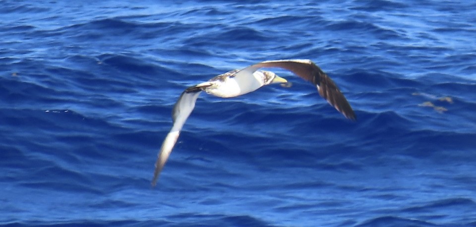 Masked Booby - ML620564935