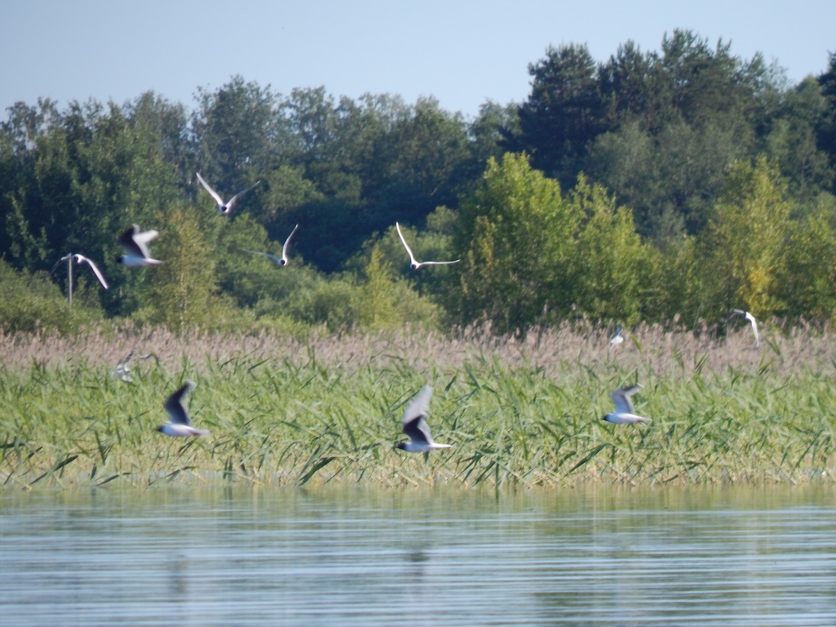 Little Gull - ML620564941