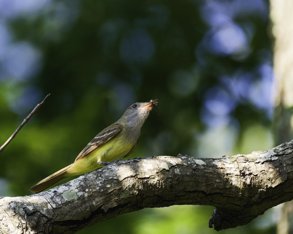 Great Crested Flycatcher - ML620564943