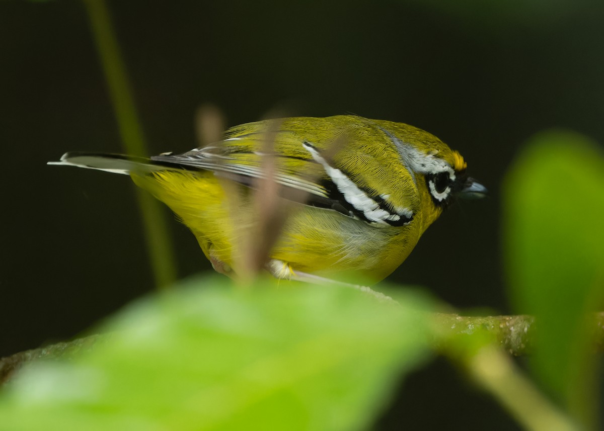 Clicking Shrike-Babbler - Ayuwat Jearwattanakanok