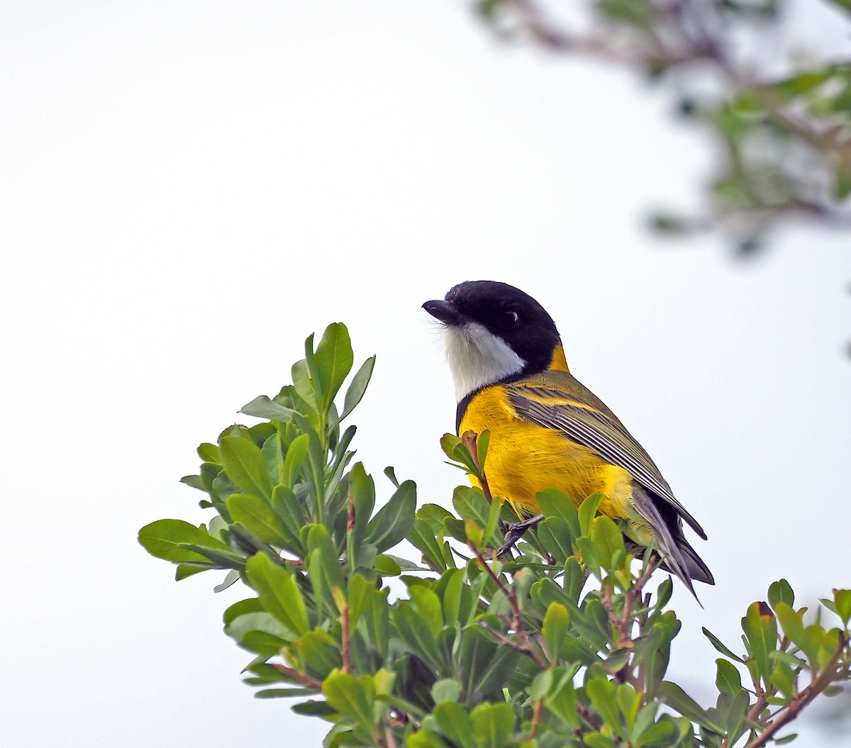 Golden Whistler - Steve Law