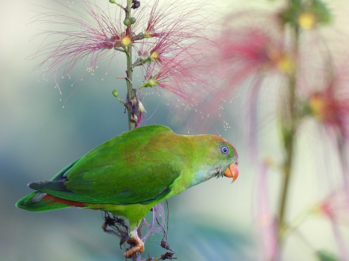 Sri Lanka Hanging-Parrot - ML620564946