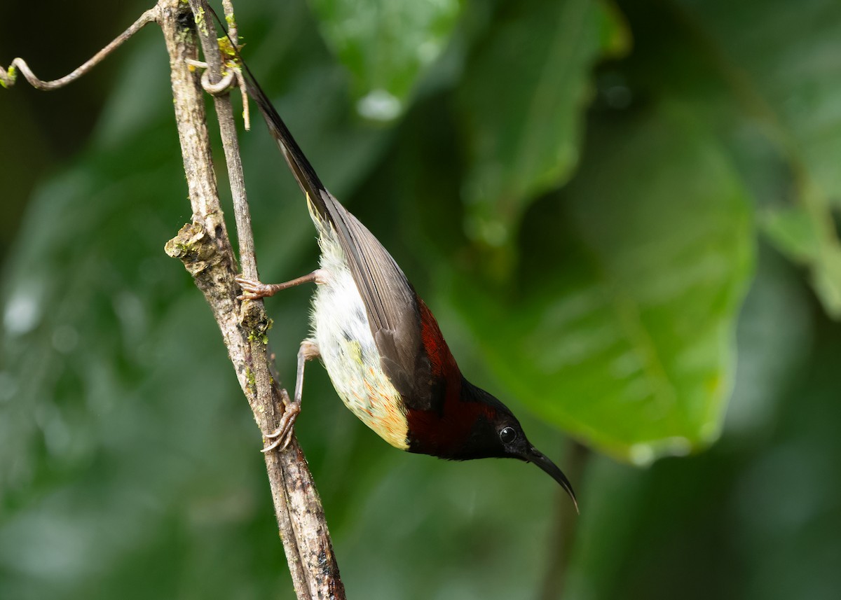 Black-throated Sunbird (Black-throated) - ML620564947