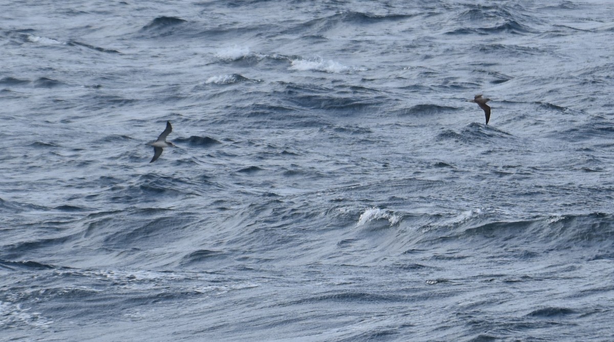 Cory's Shearwater - Miguel Ángel Mora Quintana